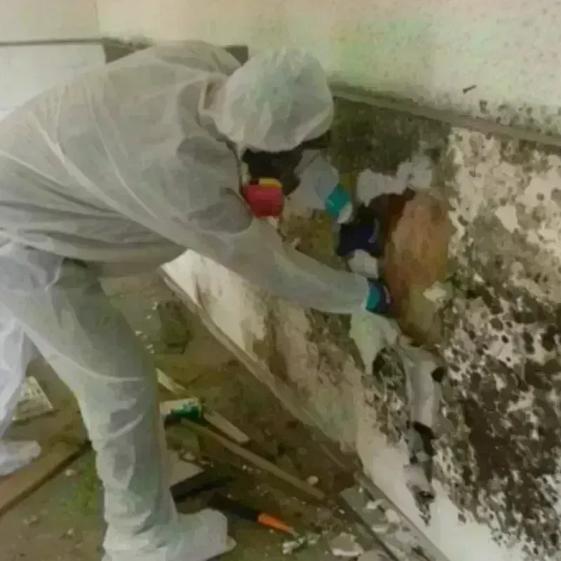 Mold Remediation and Removal in Linden, TX